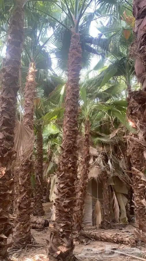 نخل واشنطني زينه للبيع 11