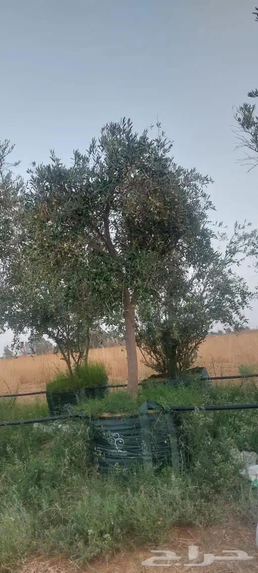 نخيل واشجار مثمره 18