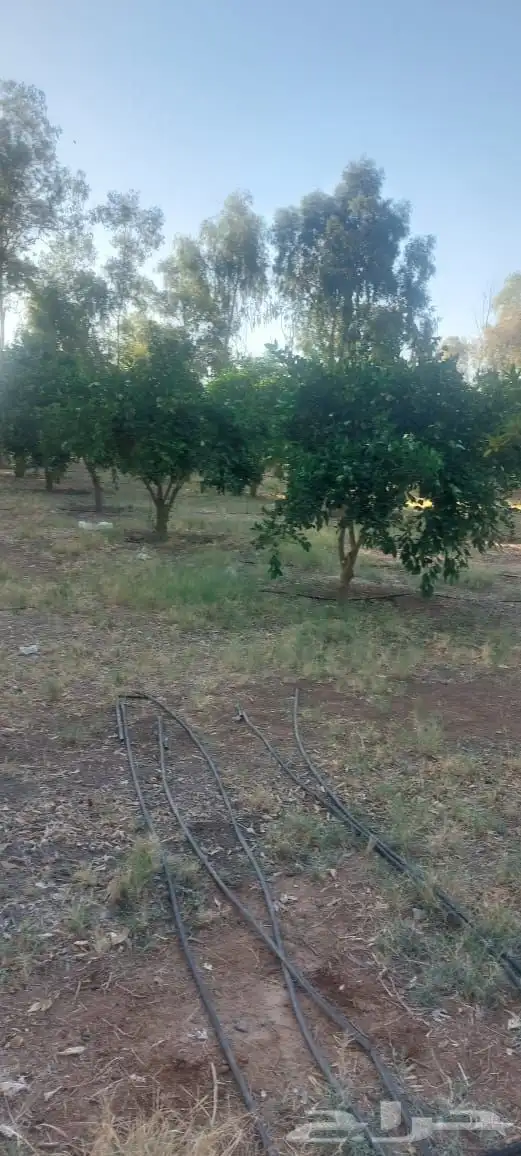 نخيل واشجار مثمره 19
