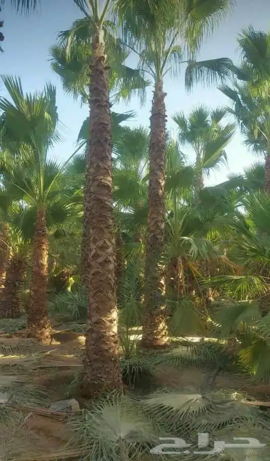 نخل واشنطني زينه للبيع 20