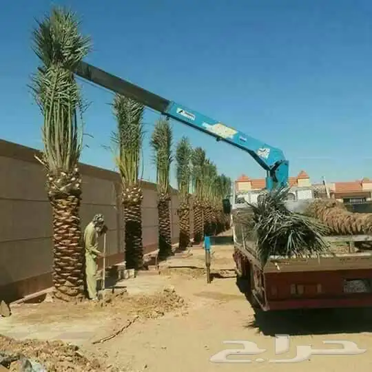 نخل عربي وقلع ونقل وغرس 0