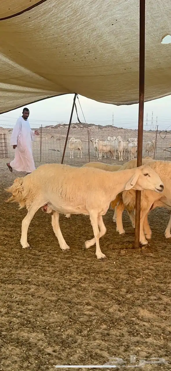 غنم حريات صنف جروم منوة القناي العدد 70   الفحول 2