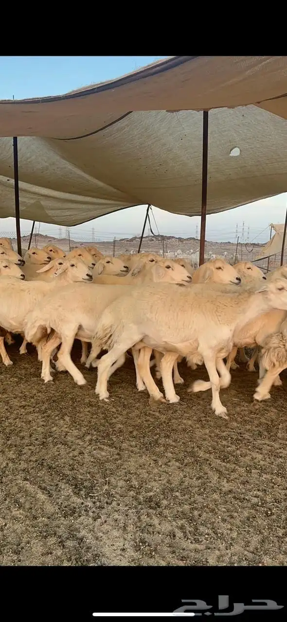 غنم حريات صنف جروم منوة القناي العدد 70   الفحول 8