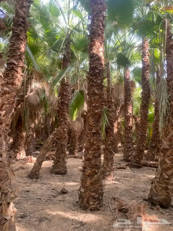 نخل واشنطني زينه للبيع 13