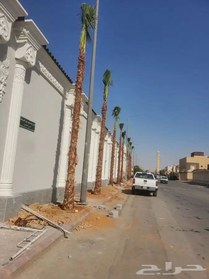 نخل واشنطني زينه للبيع 18