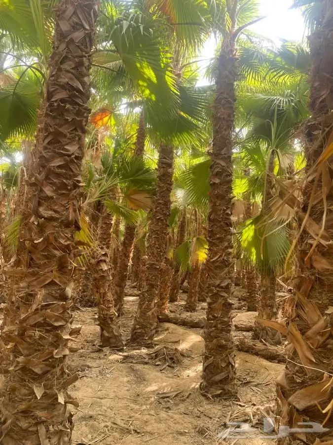 نخل واشنطني زينه للبيع 8