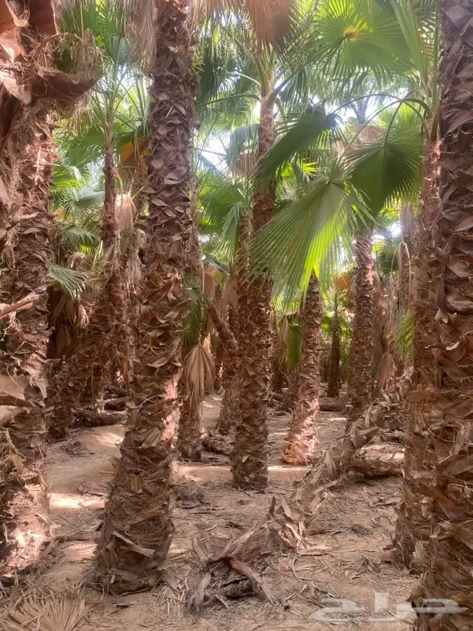 نخل واشنطني زينه للبيع 14