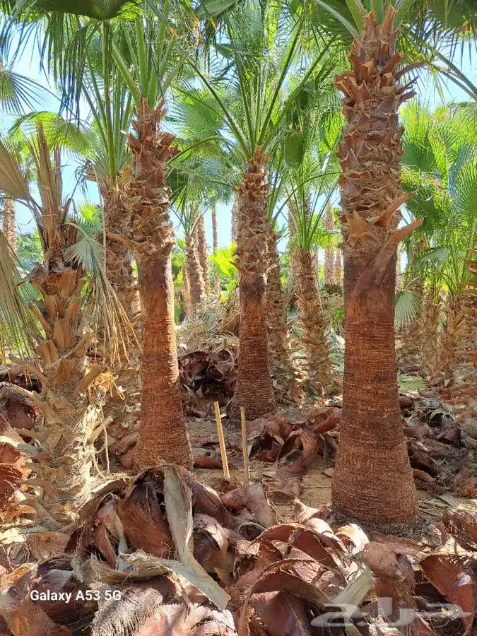 نخل واشنطني زينه للبيع 17