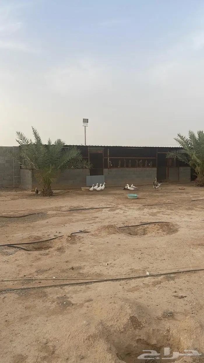 استراحة ومزرعة فاخرة للبيع الرياض محافظة الدلم 17