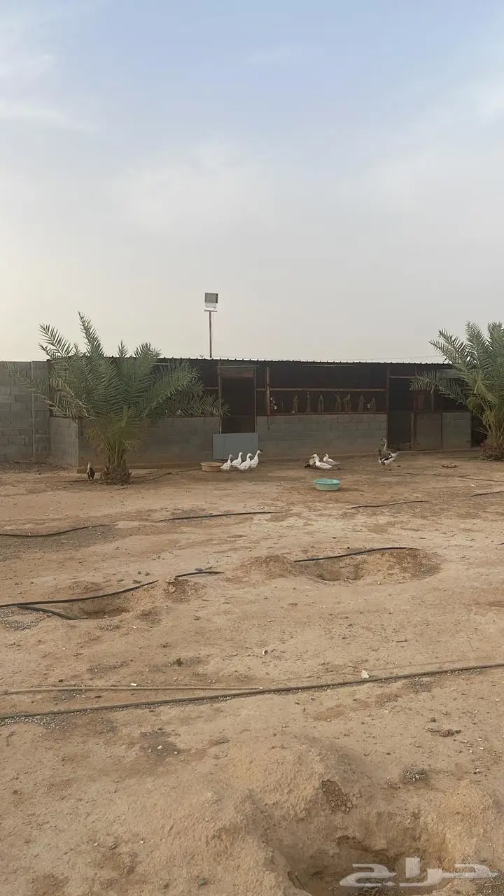 استراحة ومزرعة فاخرة للبيع الرياض محافظة الدلم 17