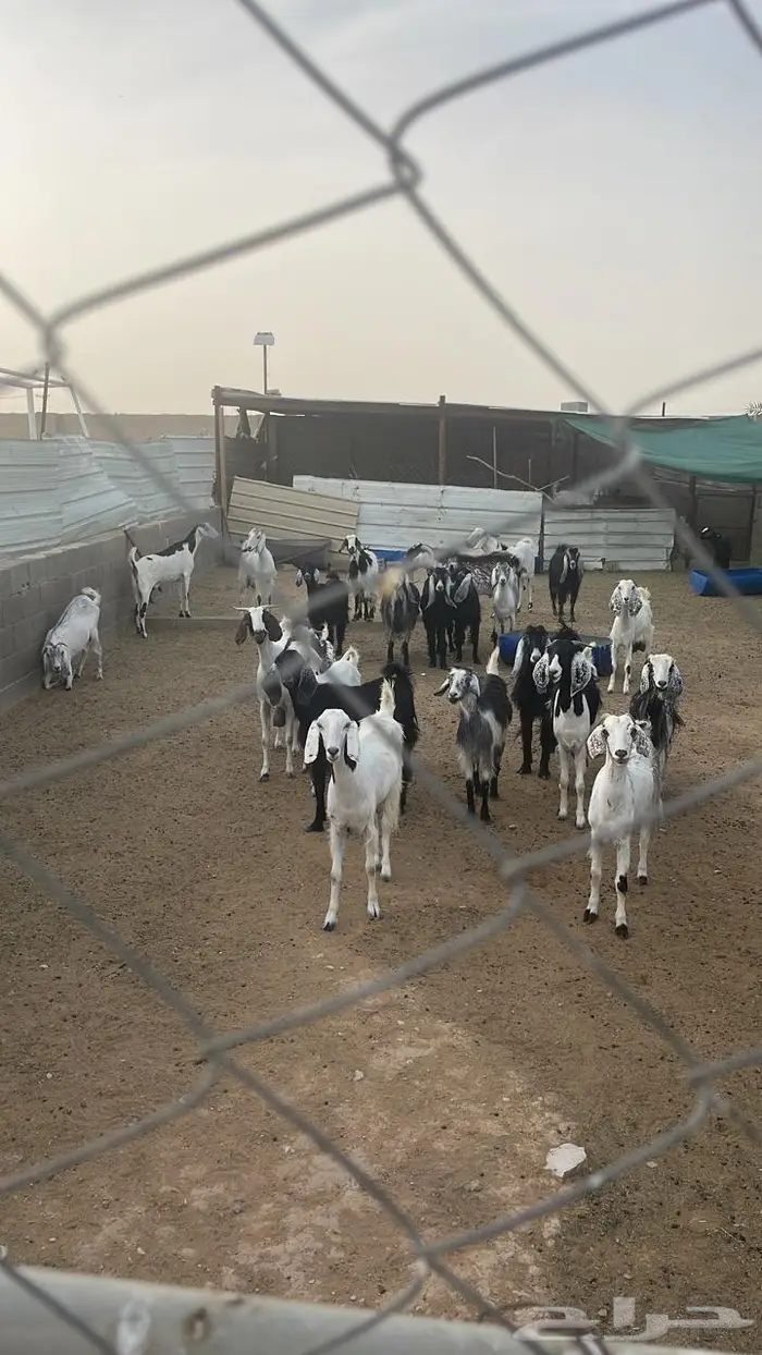 استراحة ومزرعة فاخرة للبيع الرياض محافظة الدلم 20