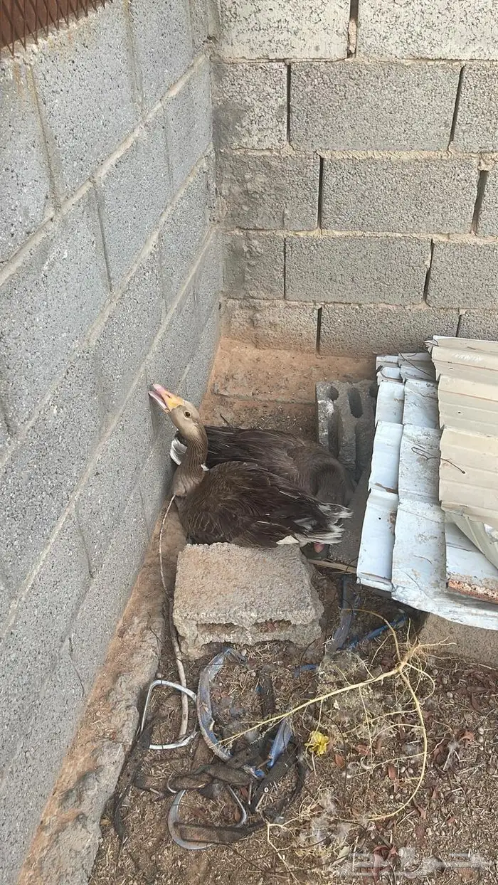 استراحة ومزرعة فاخرة للبيع الرياض محافظة الدلم 23