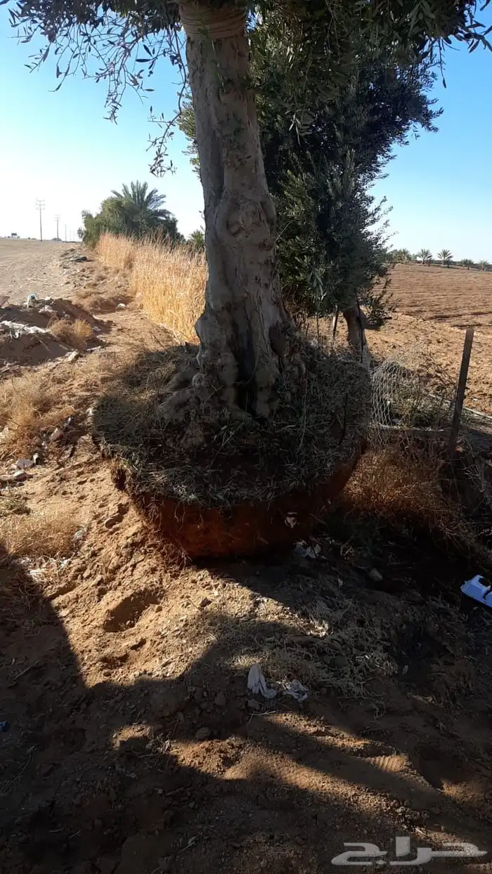 نخيل واشجار مثمره 64