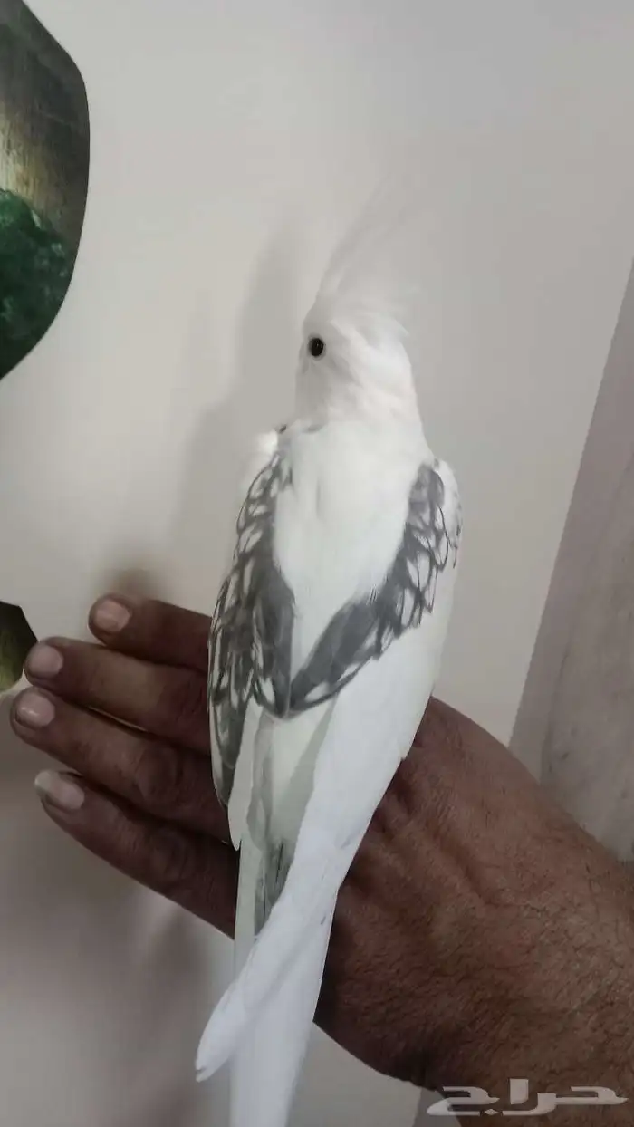 كروان 0