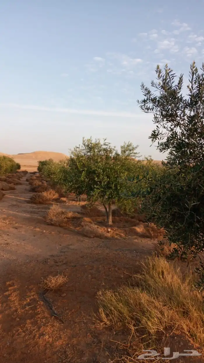 نخيل واشجار مثمره 99