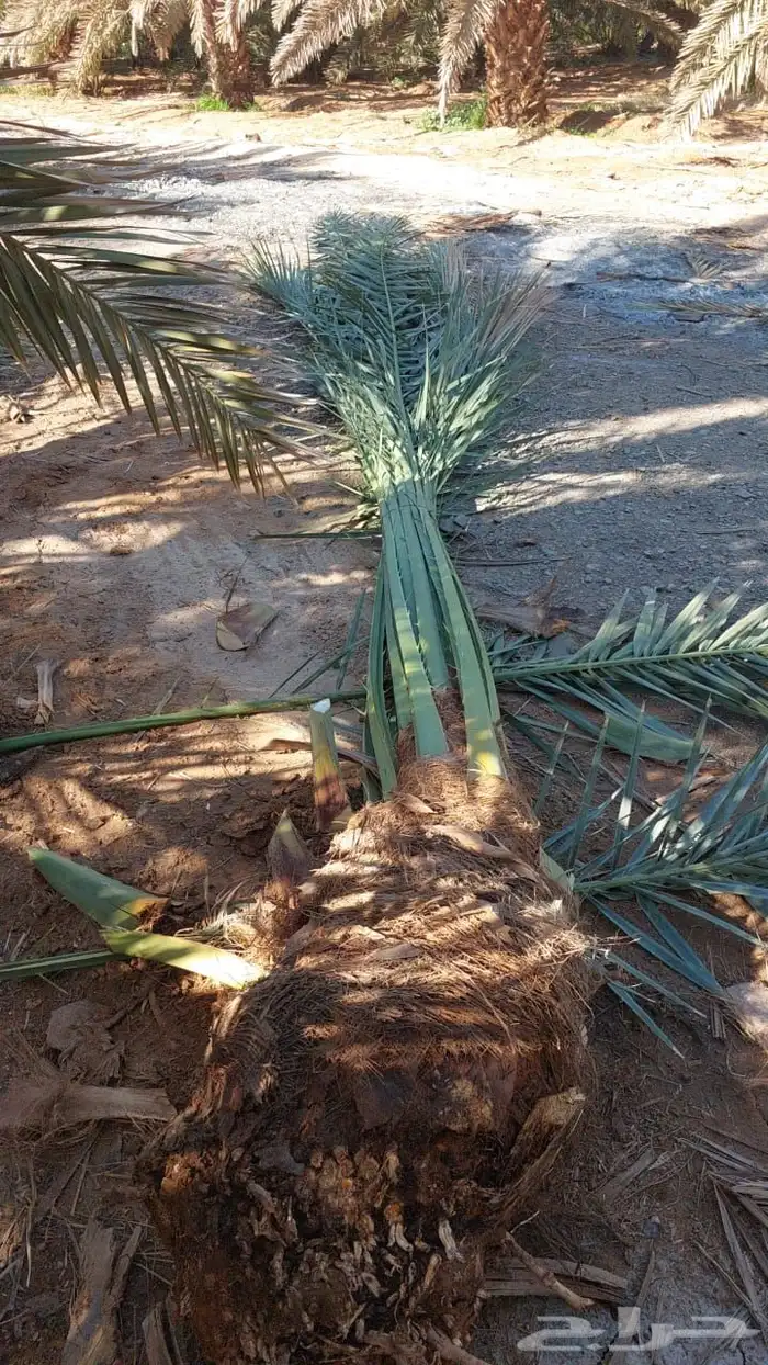 نخيل واشجار مثمره 0