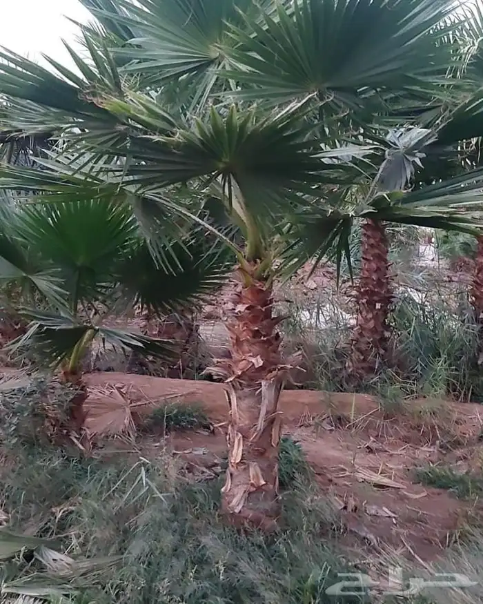 نخل واشنطني زينه للبيع 19