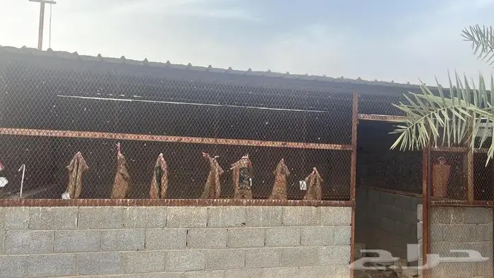 استراحة ومزرعة فاخرة للبيع الرياض محافظة الدلم 19