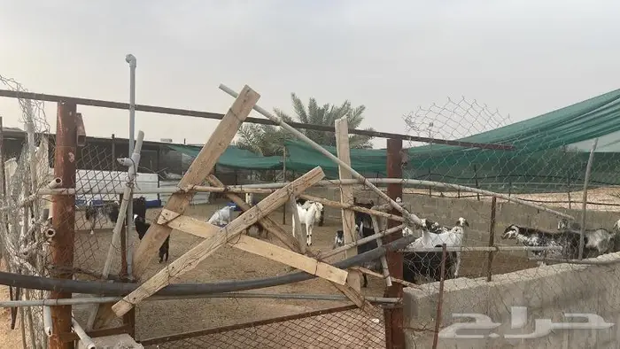استراحة ومزرعة فاخرة للبيع الرياض محافظة الدلم 13