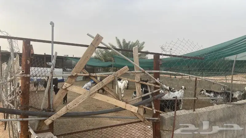 استراحة ومزرعة فاخرة للبيع الرياض محافظة الدلم 13