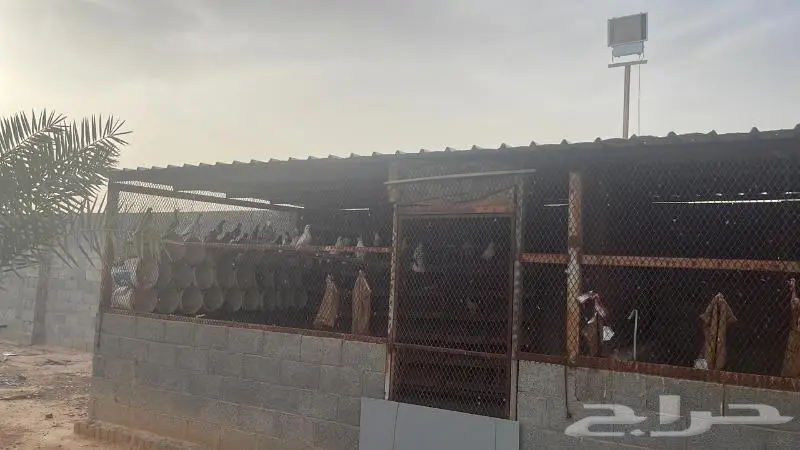 استراحة ومزرعة فاخرة للبيع الرياض محافظة الدلم 22