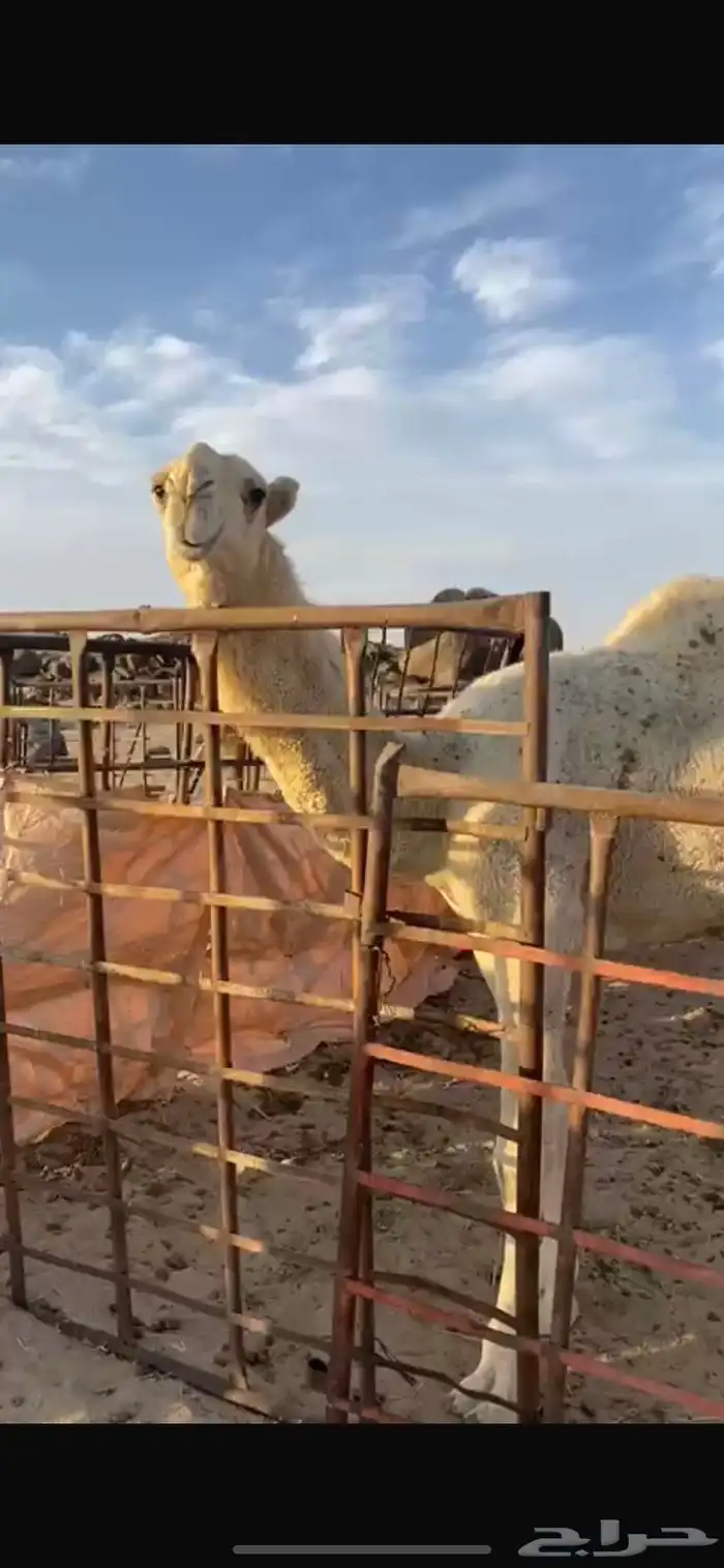 قعود رماني كفو 1