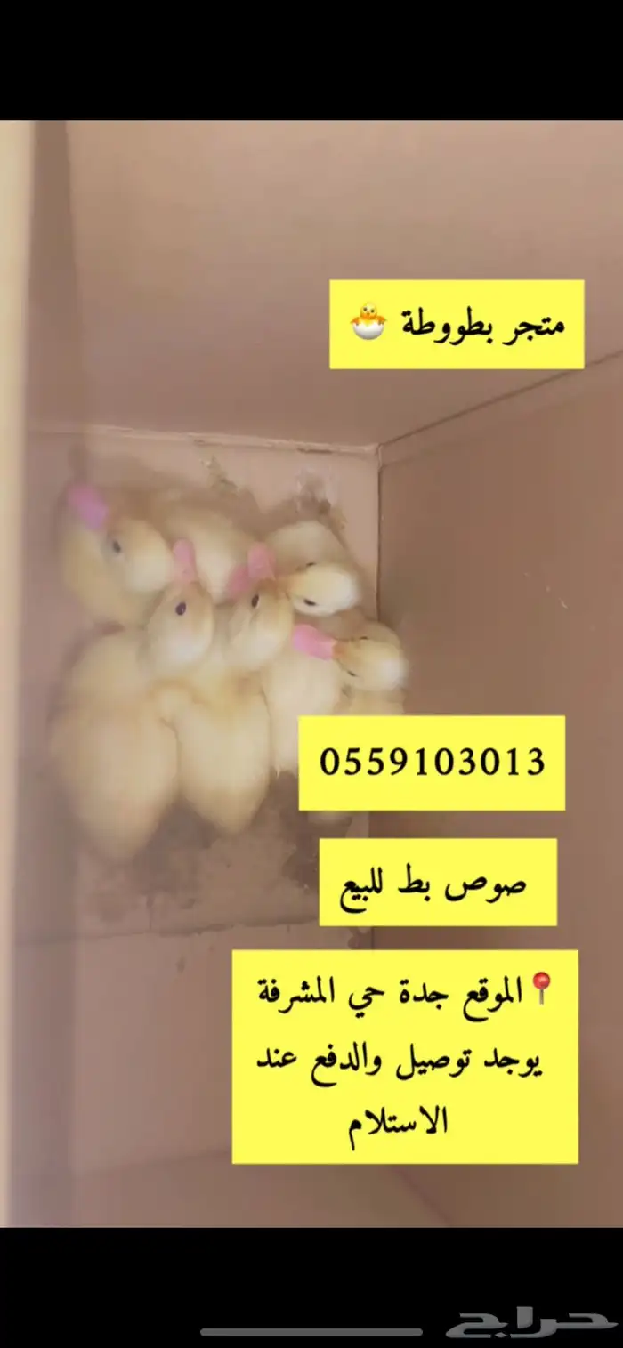 صوص بط بكيني كتاكيت اصفر صافي متوفر بكميات لا محدودة 0