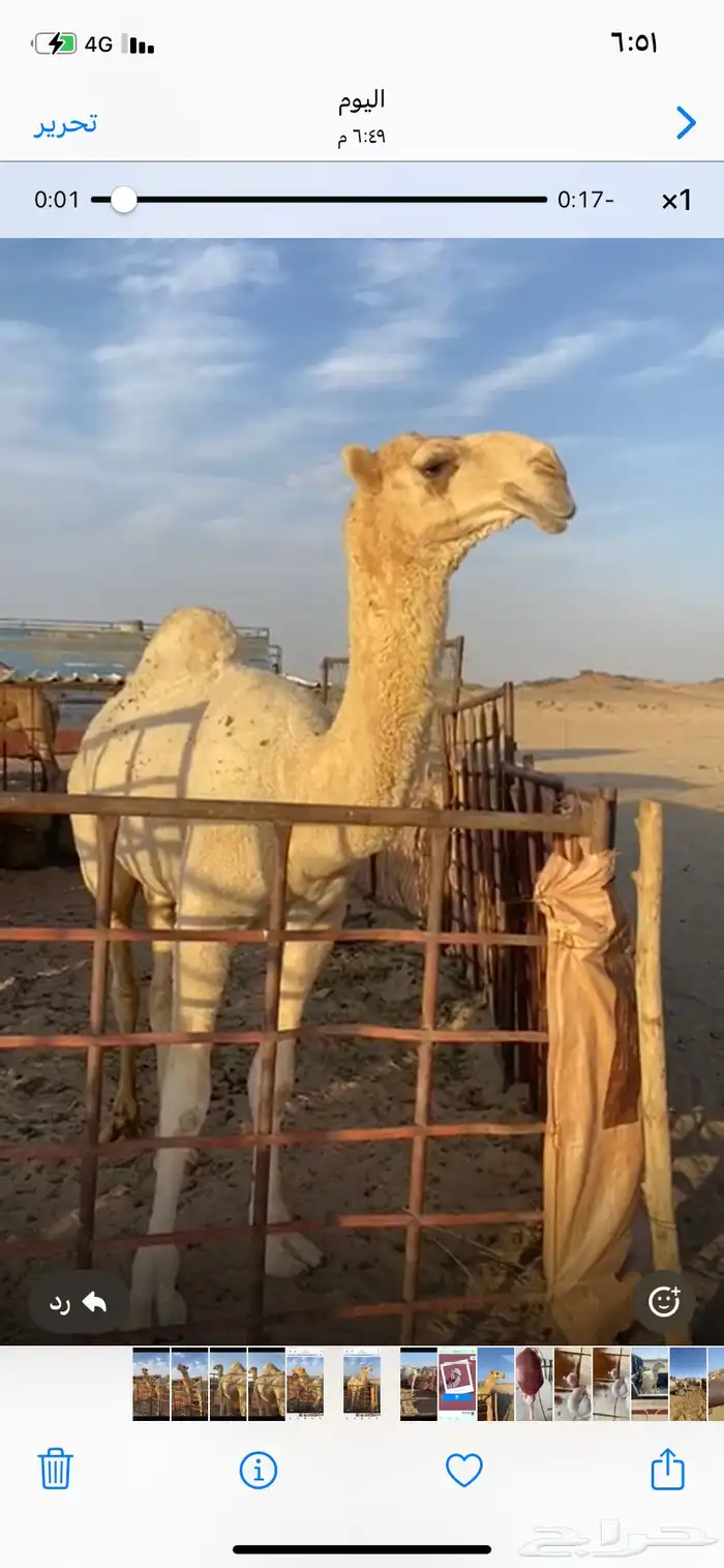 قعود رماني كفو 0