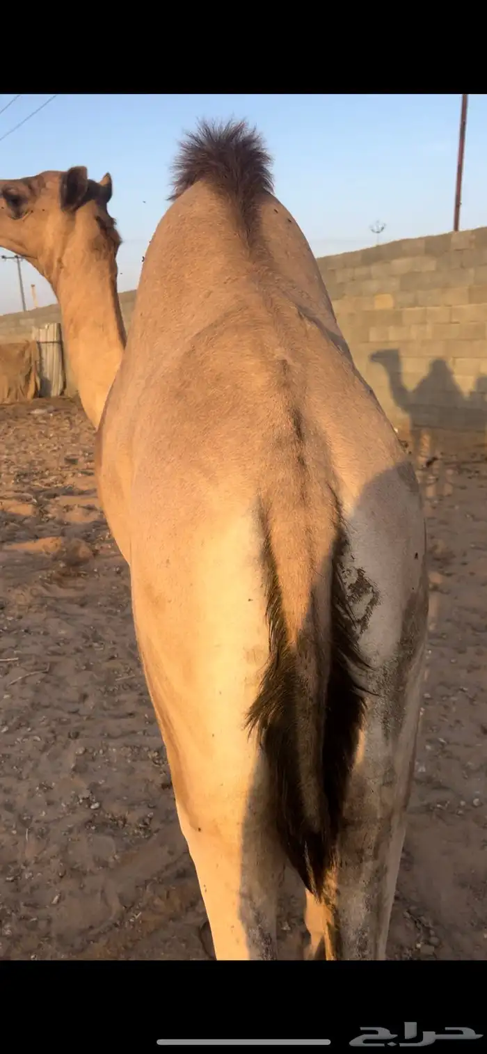 قعود فل شحم ولحم للبيع 0