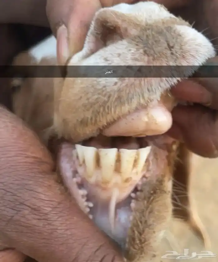 عنز بورقوت اصل 3