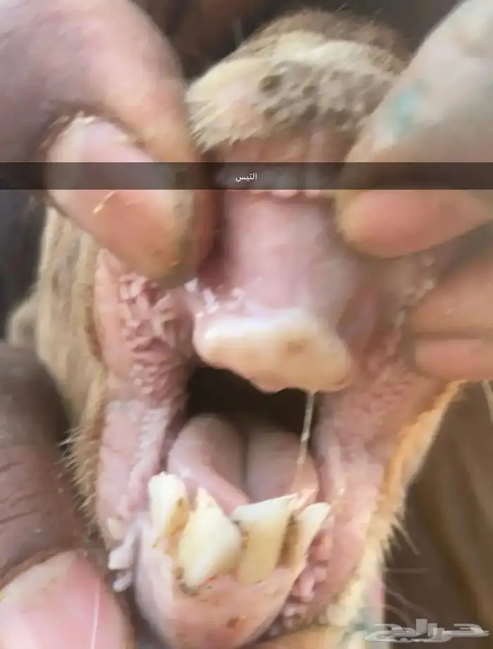عنز بورقوت اصل 4