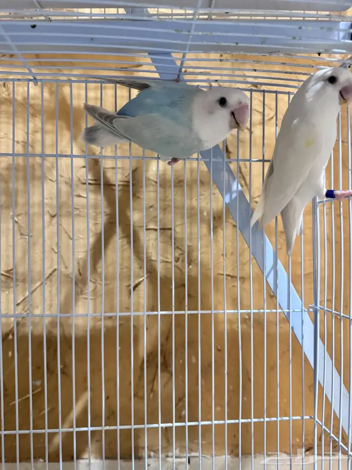روز للبيع انثى 3