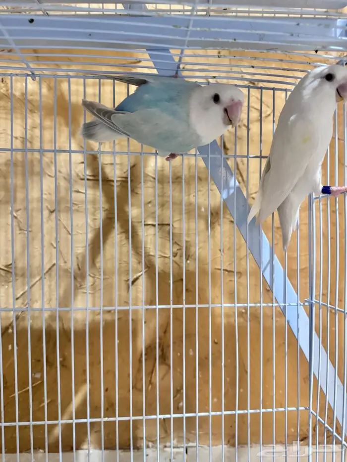 روز للبيع انثى 2