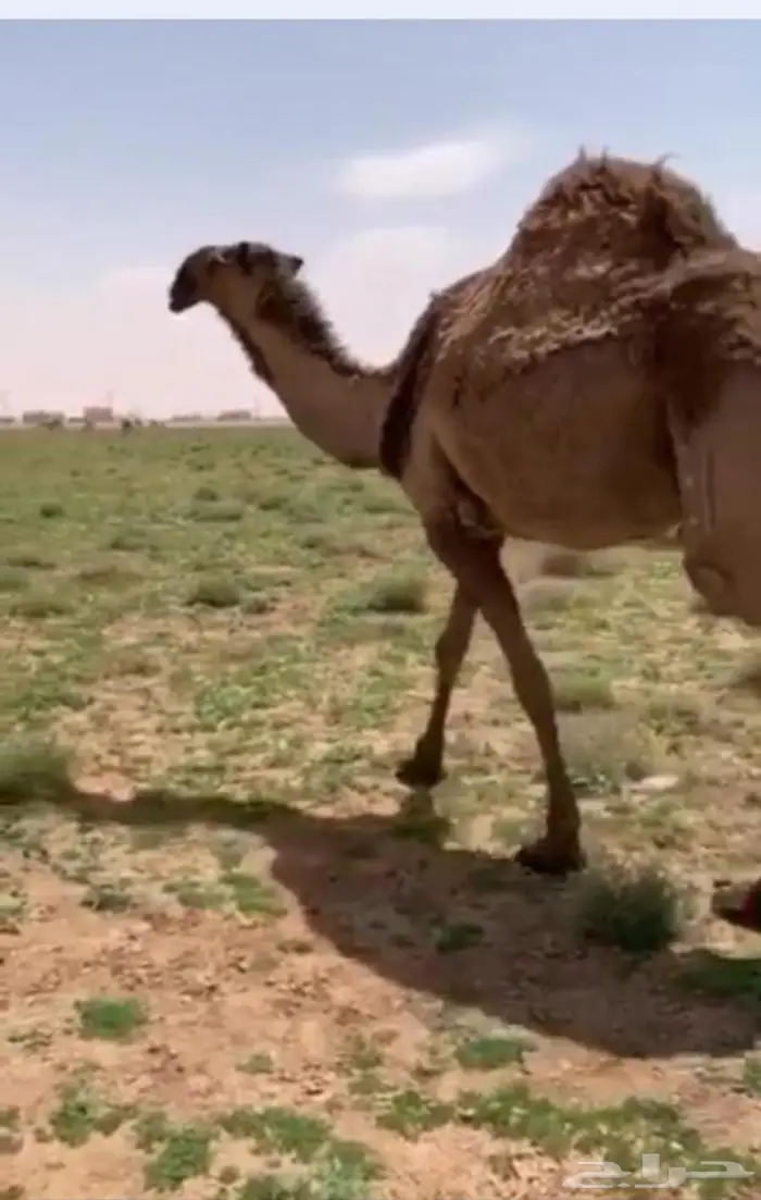 ذهيبة ناقة صفراء لقحه 0