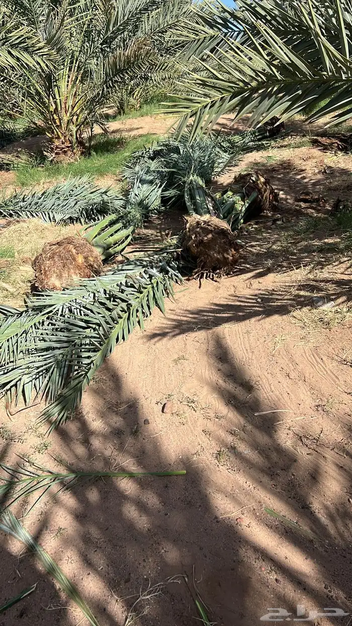 نخيل واشجار مثمره 2