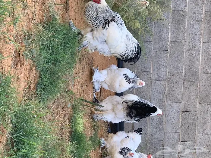 دجاج براهما و اصواص 7
