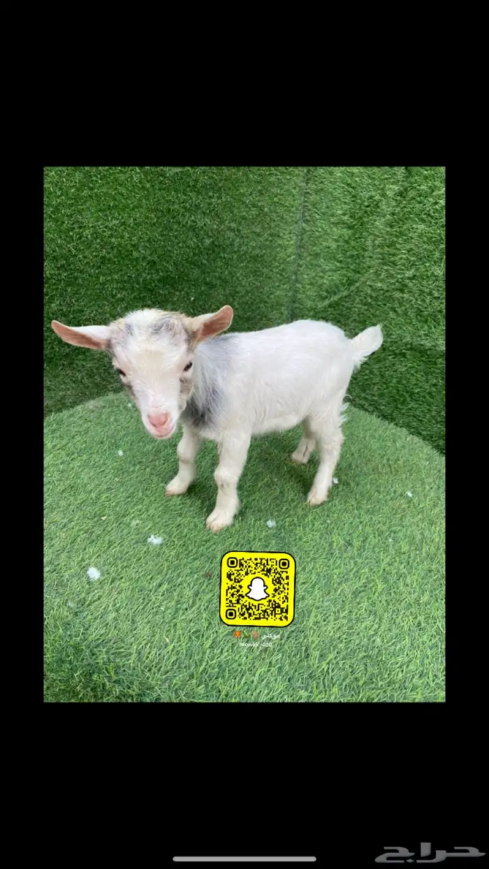 ماعز قزم عروض 2