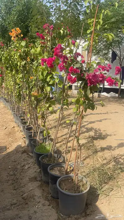 اشجار جملة مشاتل جملة 3