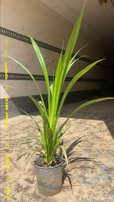 اشجار جملة مشاتل جملة 4