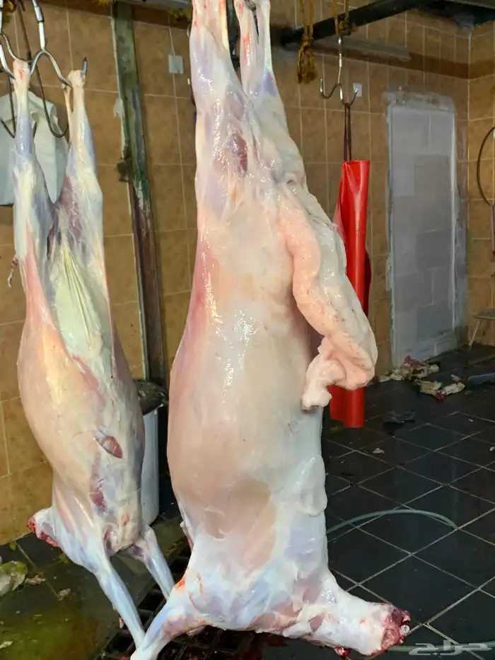 حري للبيع بااقل الاسعار ذبائح ضيوف ثلاجه يوجد توصيل 8