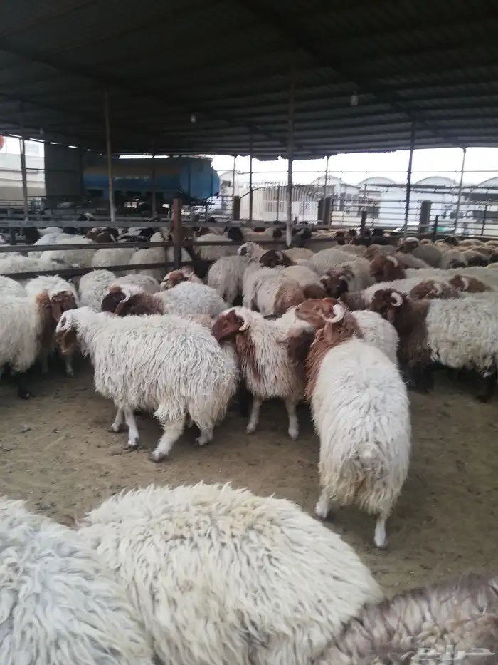 ذبايح وأغنام أبوأحمد 58