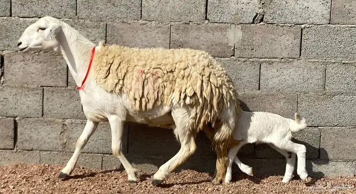 حريه خلفه صنف منوة ألقاني(تم البيع) 2