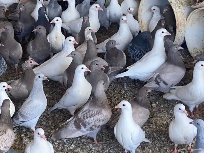 توفير جميع الطيور للمحلات بريده الرس وماحواليها 0