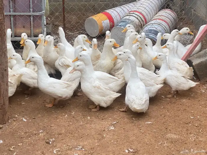 توفير جميع الطيور للمحلات بريده الرس وماحواليها 2