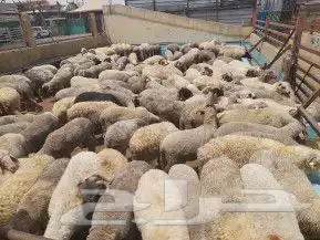 ذبايح وأغنام أبوأحمد 5