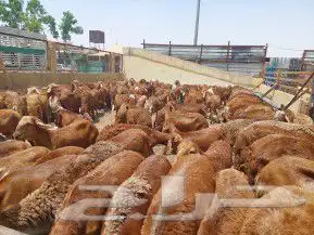 ذبايح وأغنام أبوأحمد 43