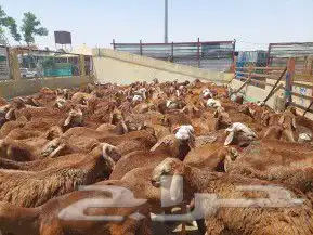 ذبايح وأغنام أبوأحمد 53