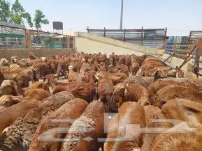 ذبايح وأغنام أبوأحمد 13