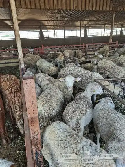 ذبايح وأغنام أبوأحمد 8