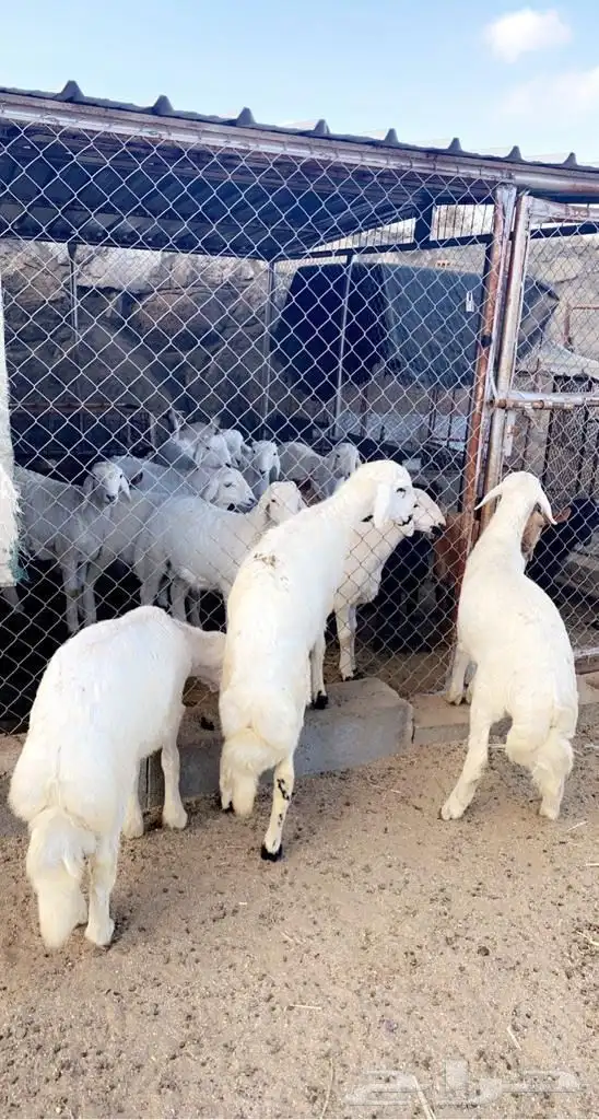 ذبايح مع خدمة الذبح والتوصيل 5